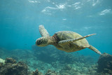 Fototapeta  - Green Sea Turtle Underwater Swimming in a Sea of Blue