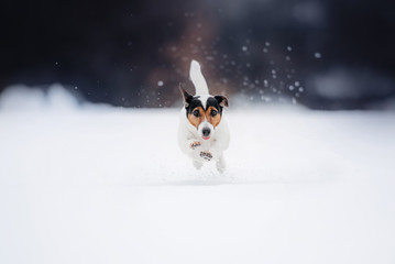 Wall Mural - jack russell terrier dog running in the snow outdoors