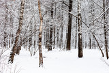 Fototapeta Na ścianę - birch and oak trees in snowy forest of Timiryazevsky park in Moscow city on winter day