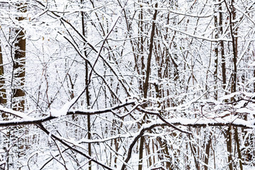 Poster - snow-covered black branches of trees in snowy forest of Timiryazevsky park in Moscow city on winter day