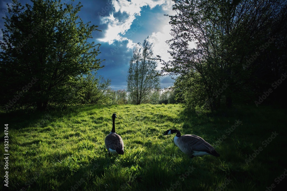 View Of Ducks In Field - obrazy, fototapety, plakaty 