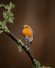 Stunning Image Of Robin Red Breast Bird Erithacus Rubecula On Branch In Spring Sunshine