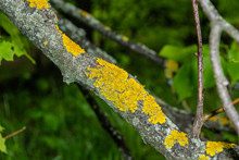 Yellow Moss On A Dry Branch In The Forest.