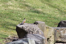 High Angle View Of American Robin Perching On Rock