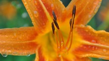 Close-up Of Wet Tiger Lily
