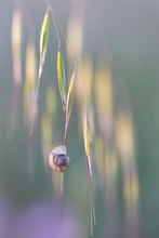 Snail Shell Fixed On A Grass