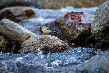 Wall Mural - Grey Wagtail standing on a rock in the middle of a mountain stream