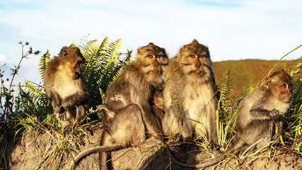 wild monkeys on Bali, Indonesia