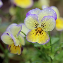 Close-up Of Wet Pansies