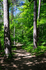 Fototapeta path in the woods
