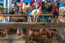 Hens And Rooster On The Weekly Farmers Market In Pangururan On Samosir Island On Sumatra