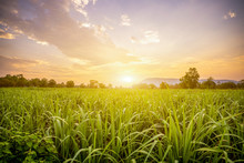 Sunset With Small Sugar Plant In Farm