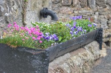 Close-up Of Flowers Against Stone Wall