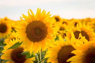 Sticker - Golden sunflower in a big field