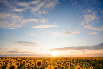 Wall Mural - Gorgeous landscape of sunflower and setting sun with copy space for inscription