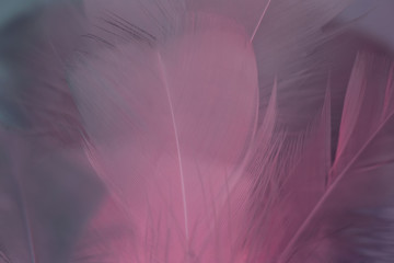 Poster - Exotic texture feathers background close up. Pink  and aquamarine feathers pattern for your design. Macro photography view.