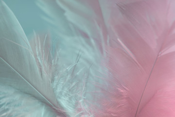 Poster - Exotic texture feathers background close up. Pink  and aquamarine feathers pattern for your design. Macro photography view.