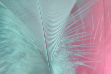 Poster - Exotic texture feathers background close up. Pink  and aquamarine feathers pattern for your design. Macro photography view.