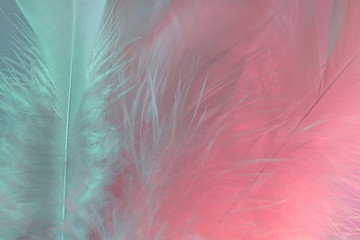 Poster - Exotic texture feathers background close up. Soft feathers pattern for your design. Macro photography view.