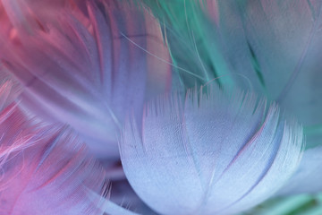 Poster - Exotic texture feathers background close up. Gray, blue feathers pattern for your design. Macro photography view.