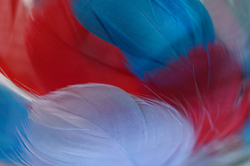Poster - Exotic texture feathers background close up. Red, blue, gray feathers pattern for your design. Macro photography view.