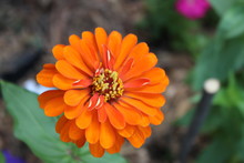Close-up Of Orange Flower Blooming Outdoors