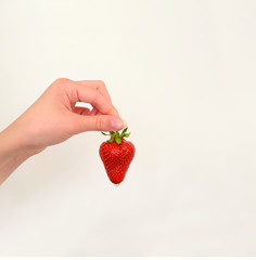 Juicy ripe strawberry in a woman's hand. A drop of water or juice is dripping from strawberries. White background. Sale. Cookery. Copy space