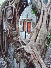 Close-up Of Banyan Tree Growing On Wall