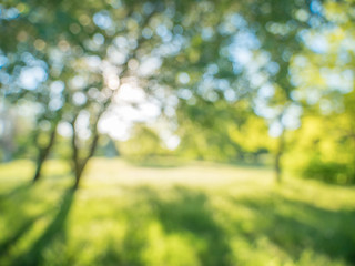 Wall Mural - soft focus blurred abstract background tree and grass in spring park