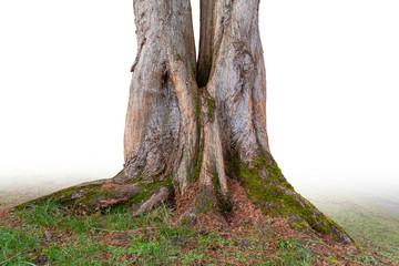 Wall Mural - divided tree closeup