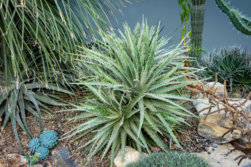 Canvas Print - Hechtia plants