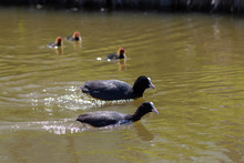 Coot And Family