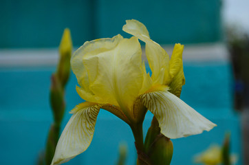 Macro photo nature blooming bud flower iris. Background opened bud of yellow iris.