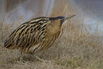 Wall Mural - Eurasian Bittern, (Botaurus stellaris) bird in the natural habitat.