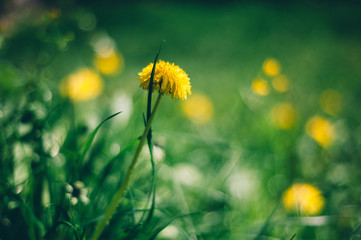 Canvas Print - Yellow dandelion on the green grass