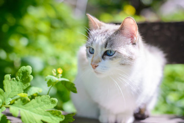 Poster - Beautiful white cat with blue eyes in summer in the garden