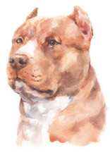 Water Colour Painting Of Pitbull Dog 183