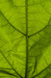 © Vlad - Green leaf texture background