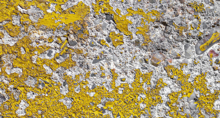 Wall Mural - old wall painted with yellow paint. texture or background