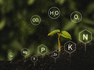 Seedlings are exuberant from abundant loamy soils. Development and  role of nutrients in plant life with digital mineral nutrients icon. 