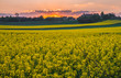 sunset over rapeseed field