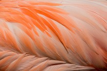 Full Frame Shot Of Orange Flamingo Feather In Zoo