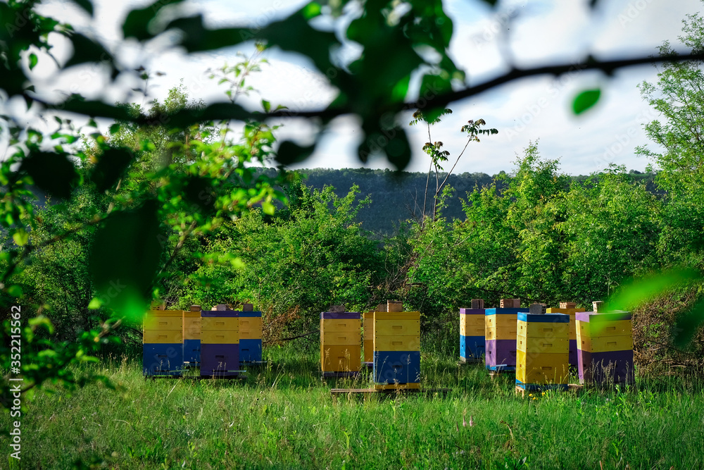 Eco-friendly apiary. An apiary where ecologically clean honey and other ...