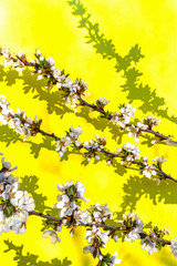 Wall Mural - Blooming apple tree flower branch on the yellow background with copy space/. Springtime concept.