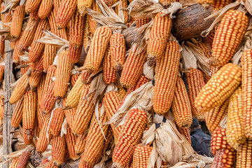 Beautiful Ripe yellow corn on dry husk Rural farm natural organic