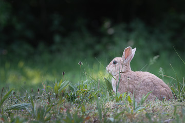 Wall Mural - Blond wild rabbit sitting in the green grass, wildlife photo, Dutch wildlife photography, rabbit photo, Dutch nature