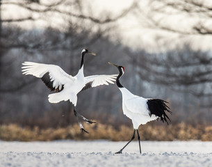 Two Japanese Cranes are dancing on the snow. Japan. Hokkaido. Tsurui.  