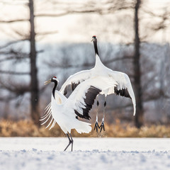 Wall Mural - Two Japanese Cranes are dancing on the snow. Japan. Hokkaido. Tsurui. 