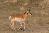 Fototapeta Sawanna - Pronghorn Antelope Buck in the Utah Desert