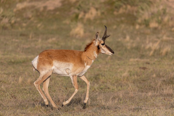 Wall Mural - pronghorn antelope buck in the utah desert